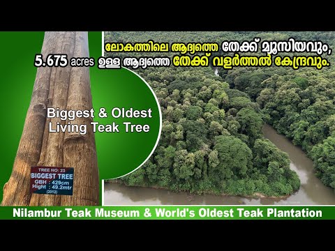 ലോകത്തിലെ ആദ്യത്തെ തേക്ക് മ്യൂസിയവും, പഴക്കമുള്ള തേക്കും 🇮🇳 World's First & Largest Teak Plantation