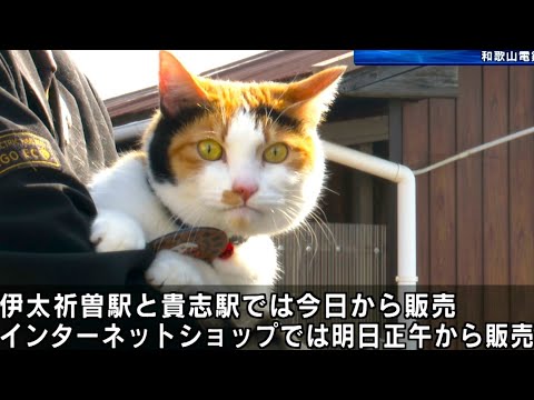 三毛猫「ごたま」ふく駅長　バレンタインチョコPR　和歌山電鐵