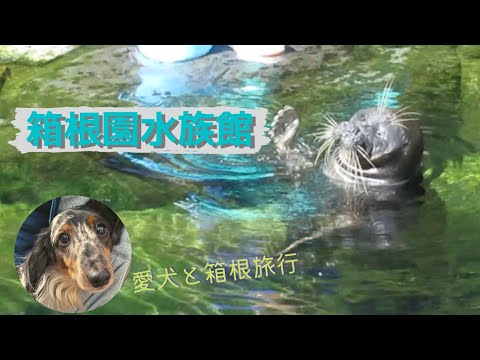 箱根園水族館～年の差カップル＆ダックスの箱根旅・前編