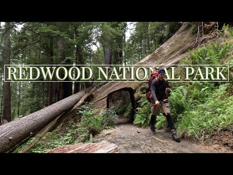 SOLO Backpacking the REDWOODS | 3 Days Hiking Redwood National Park | Tall Trees Grove