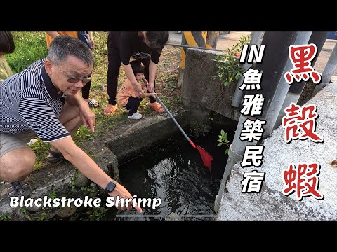 「宜蘭包棟民宿」｜親子民宿｜撈黑殼蝦｜Blackstroke Shrimp|最接近 @pinger4712 的辣個男人｜豹哥Paoger