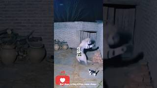Tiny Kitten vs Giant Tiger 😨 The Ending Will Surprise You! #shortvideo #cute #catpower