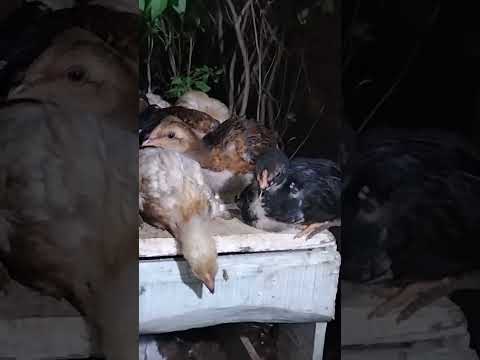 #ayamkampung #ayamjago #ayam #chicken #hewan #animals #ternding #ternak #terbaru