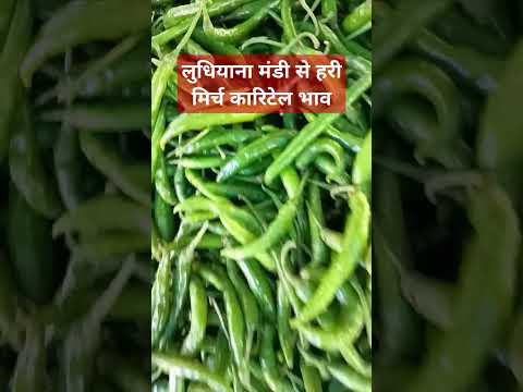 18 मार्च 2025 लुधियाना मंडी# हरी मिर्च का रिटेल भाव#viralvideo