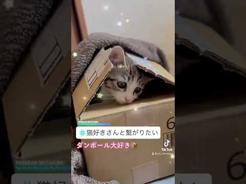 出たり入ったり様子見たりマンボ【猫動画】