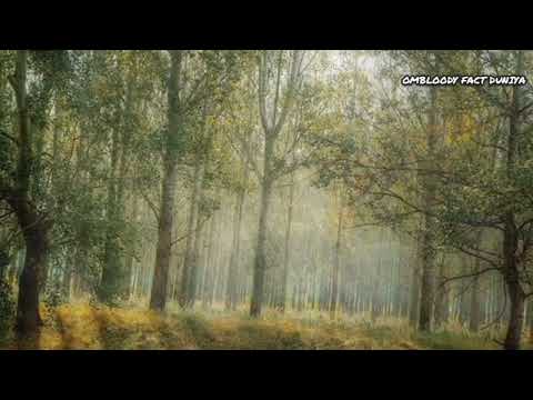 अमेजॉन जंगल के रहश्य - हिंदी में - Amazon Rainforest ForestVideo in Hindi by Hidden Secrets Amazon