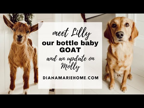 We have a bottle baby goat & Update on Molly, our mini golden doodle | Diana Marie Home