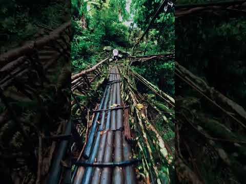 Double root bridge #rootbridge #meghalayadiaries #hiddengemsindia #shorts #travelshorts