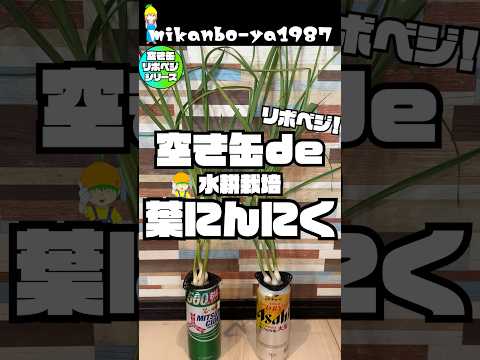 【リボベジ】にんにくが水だけで葉物野菜に転生！？室内で葉にんにくの簡単水耕栽培！
