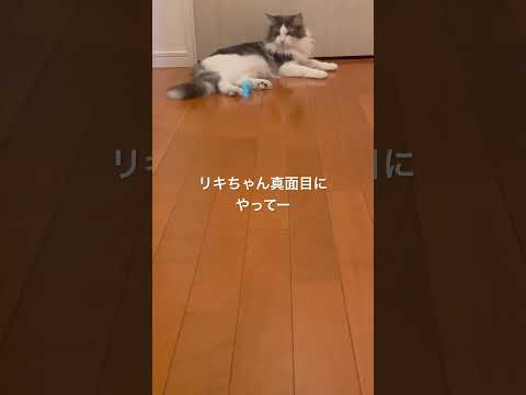 猫とキャッチボール楽しい笑#ノルウェージャンフォレストキャット #猫と遊ぶ#キャッチボール#猫のおもちゃ#猫のいる暮らし