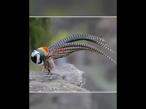 Lady amherst Pheasant is so Beautiful birds #short #ladyamherstpheasent #Birds #birdspecies