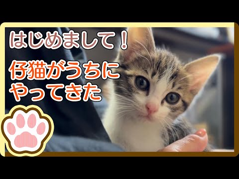 はじめまして！僕の名前はマーベラス / Hi! My name is "Marvelous"