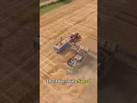 Thousands of Pounds of Wheat Lost?#agriculture #farminglife #Knowledge #wheat