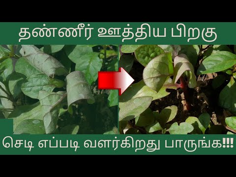 தண்ணி ஊத்தினால் செடி என்ன பண்ணும் | Changes in plant after watering