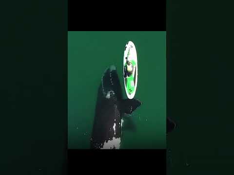 Giant Whale Approaches Unsuspecting Paddle Boarder