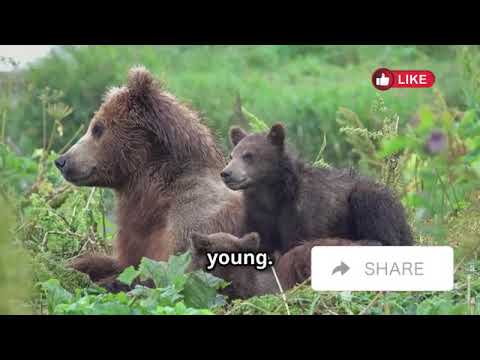 Deadliest Animal Attacks Caught on Camera | Avery Bliss