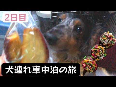 【犬連れ旅】道の駅掛川で激うまスイーツ発見！愛知へ向かう車中泊旅２日目【静岡～愛知】