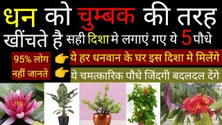 अगर खूब सारा पैसा कमाना है तो इस दिशा मे लगाओं ये 5 पौधे। भिखारी भी होजाता है करोड़पति। vastu Tips