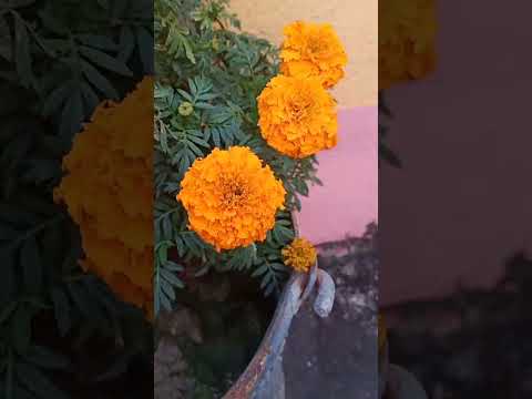 আমাদের ছাদবাগান #garden