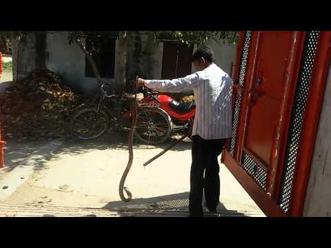 GIANT COBRA CAUGHT BY VILLAGERS EXTREMELY DAGEROUS
