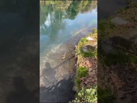 Vlog Treviso: palazzi e sile