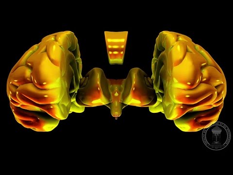 الجهاز العصبي: الدماغ الأمامي - المخ