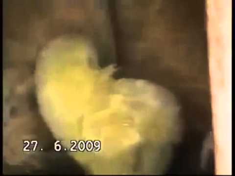 Dog keeping baby chick warm