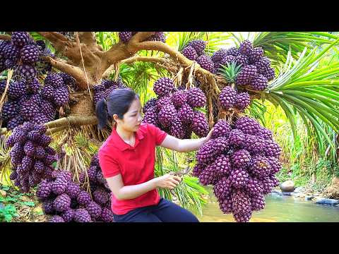 Harvesting 1000 + Wild Purple Pineapple In Forest Bamboo To Sell At Market | Tieu Ca -Free Bushcraft