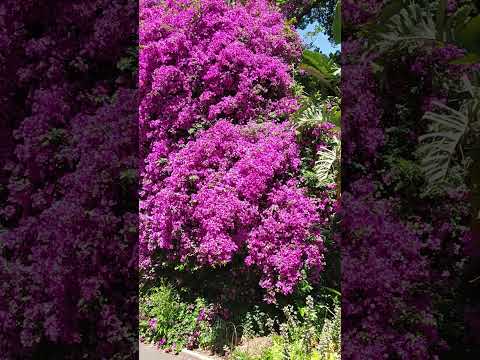 墨尔本皇家植物园——开满花的树