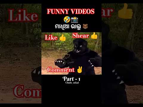 ମାଧିଆ ଭାଲୁ  🐻 (मढिया भालू 🐻) - (Madhia bear 🐻) . #shorts #beautiful #comedy shorts #viral