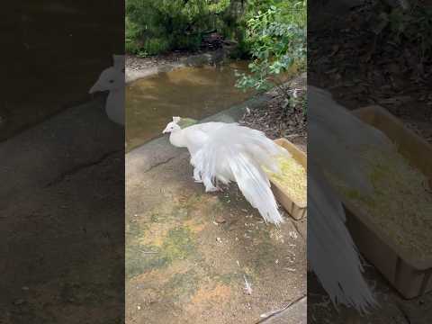白い孔雀🤍🦚#アドベンチャーワールド