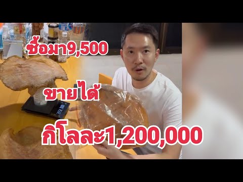 ซื้อกระเพาะปลากิโลละ1,200,000 ซื้อเก็บใว้50ปีในราคา9500บาท