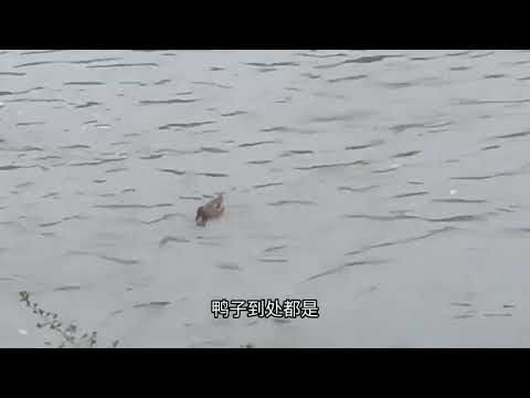 鸭子!到处都是