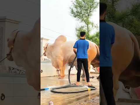 wao Ma ShaAllah#cow #animals #bakramandi #bull #bakraeidlover #new #trending #trendingshorts #viral
