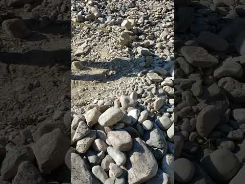 Reclamation of Pit on Gravel Bar #goldmining #reclamation #finegoldrecovery