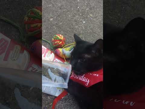 Catnip #cats #family #love #catlover #catnip #birthday