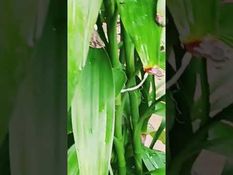 ನನ್ನ ಅಪ್ಪ ನ ಕೃಷಿ💚 #short video #short#aggriculture#lifelessons#