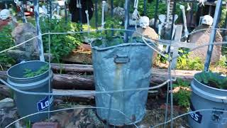 Garden Bed Update Biochar Failure Making a Comeback