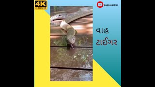 Vah tiger #gogasarkar #jaygoga