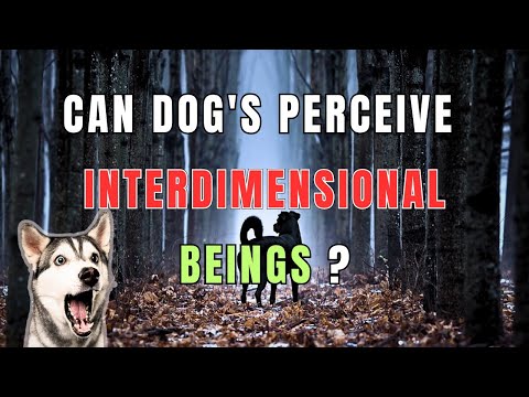 Can Dogs Perceive Interdimensional beings ? | Project M |