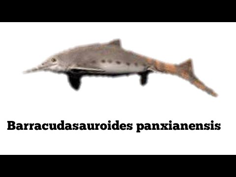 Todo sobre Barracudasauroides panxianensis