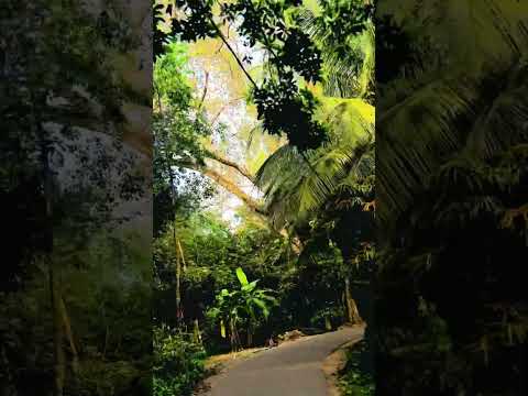 ගමේ ලස්සන පාරවල් ❤️😱#myvillege