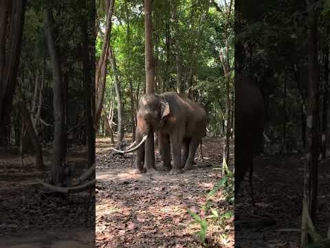 มีแต่งามๆ #ม้า #ช้าง มาแสดง งานดอกลำดวนบาน ศรีสะเกษ  #animallover #animals