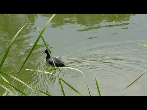 2020.01.27 Eurasian Coot. Elton Y