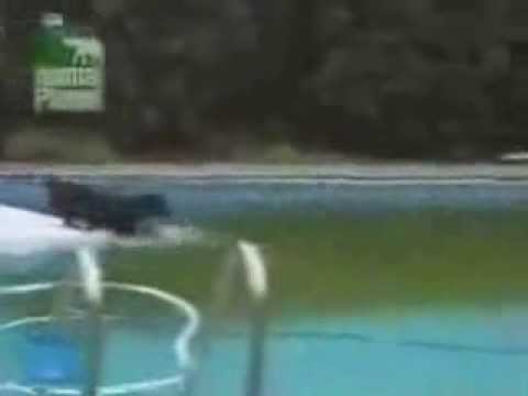 Smart Dogs Video
