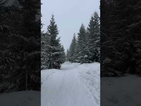 Winter wonderland #winter #winterwonderland #winterspecial #wintervibes #winterseason