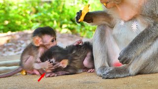Oh no...Baby monkey Emilo don't play like this with your friend baby monkey Hulk.