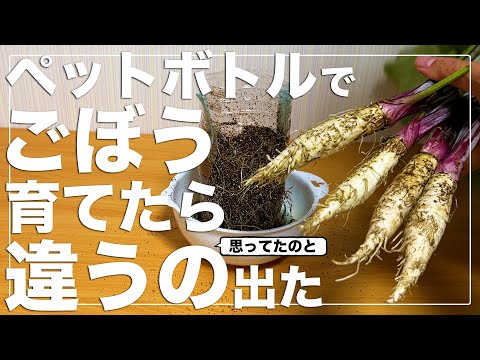[Shockingly unexpected] I tried growing burdock in a plastic bottle hydroponically and it turned ...