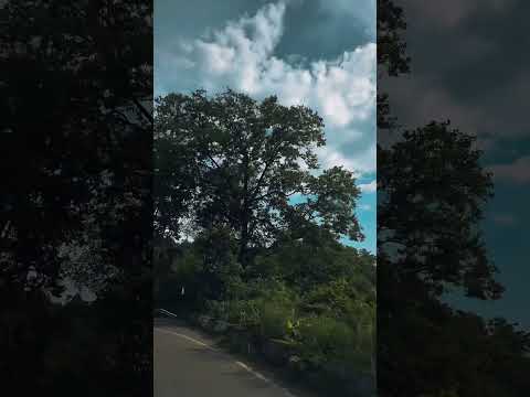 "Find your peace in nature #saiyaara #jimcorbett #nainital #viral #trendingshorts #trendingsong #ram