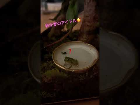 我が家のアイドル！♯カエル♯アマガエル♯ペット♯かわいい